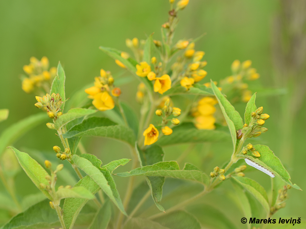 Lysimachia vulgaris
