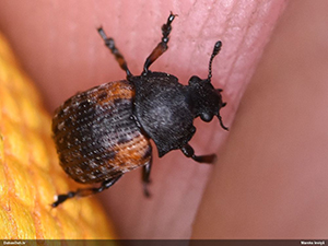 Anthribus scapularis