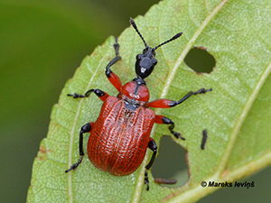 Apoderus coryli