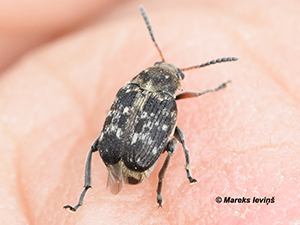 Bruchidae sp.