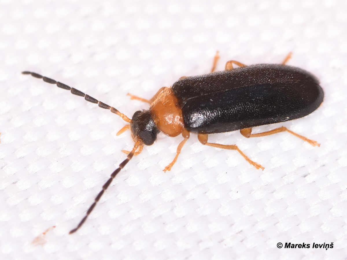 Conopalpus testaceus