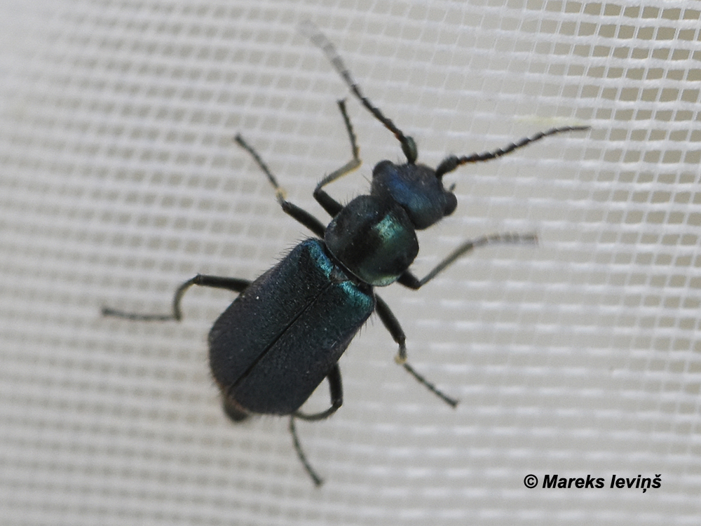 Cordylepherus viridis