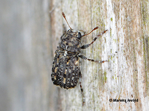 Dissoleucas niveirostris