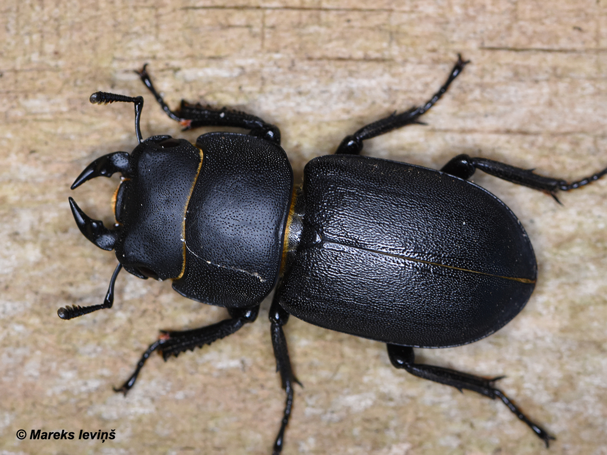 Dorcus parallelopipedus