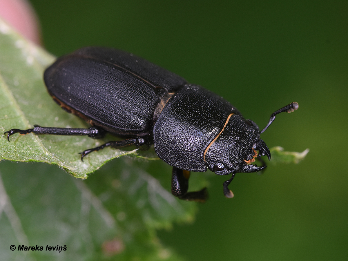 Dorcus parallelopipedus