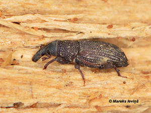 Dryophthorus corticalis