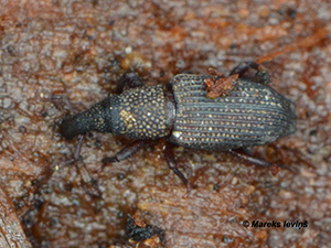Dryophthorus corticalis