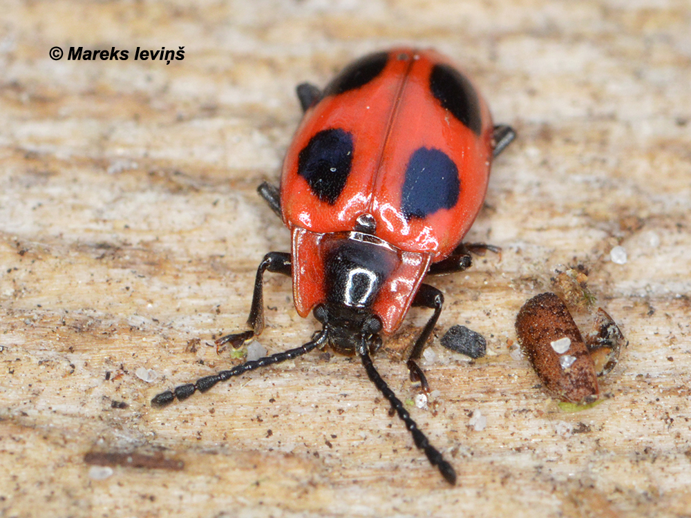 Endomychus coccineus