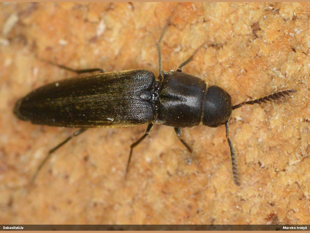 Isoriphis melasoides