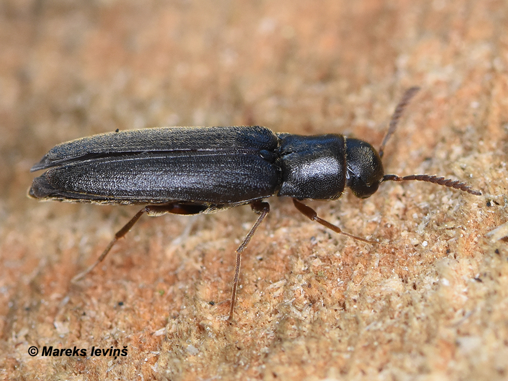 Isoriphis melasoides