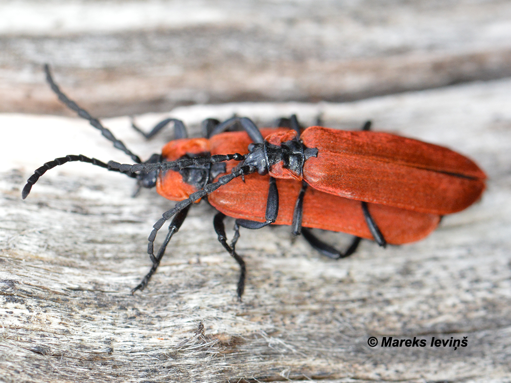 Lygistopterus sanguineus