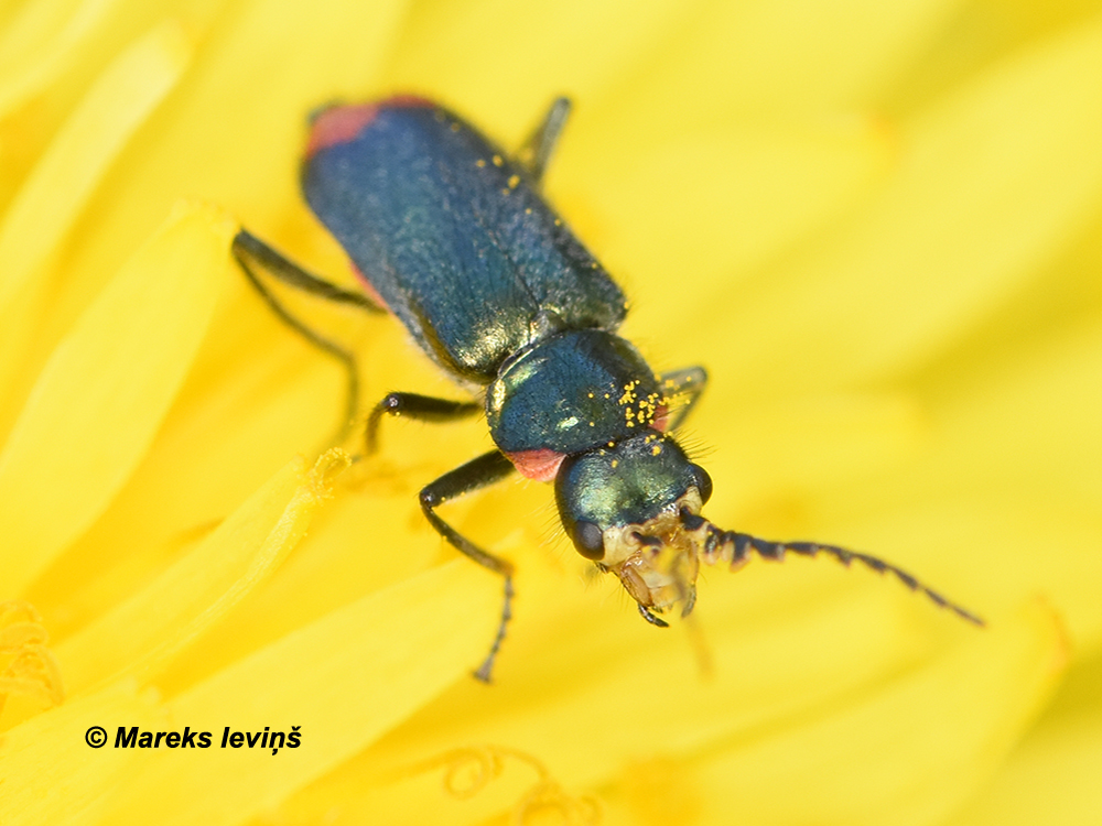 Malachius bipustulatus