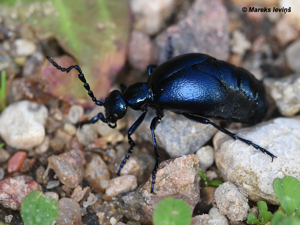 Meloe violaceus