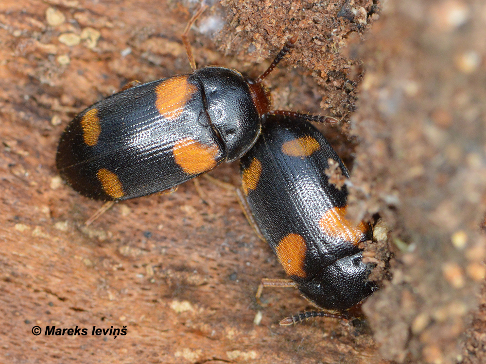 Mycetophagus quadripustulatus