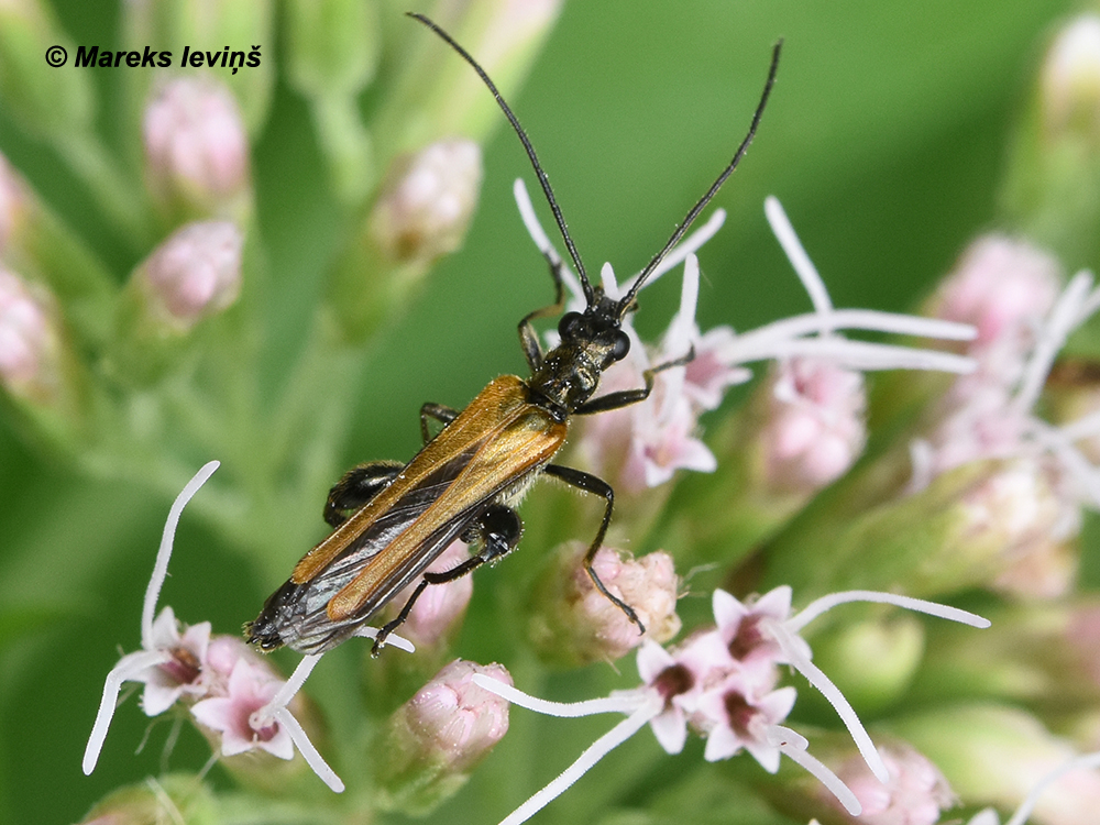 Oedemera femorata