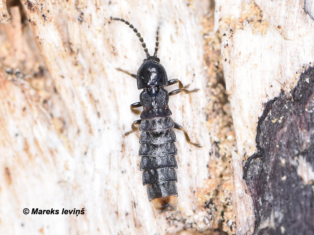 Phosphaenus hemipterus