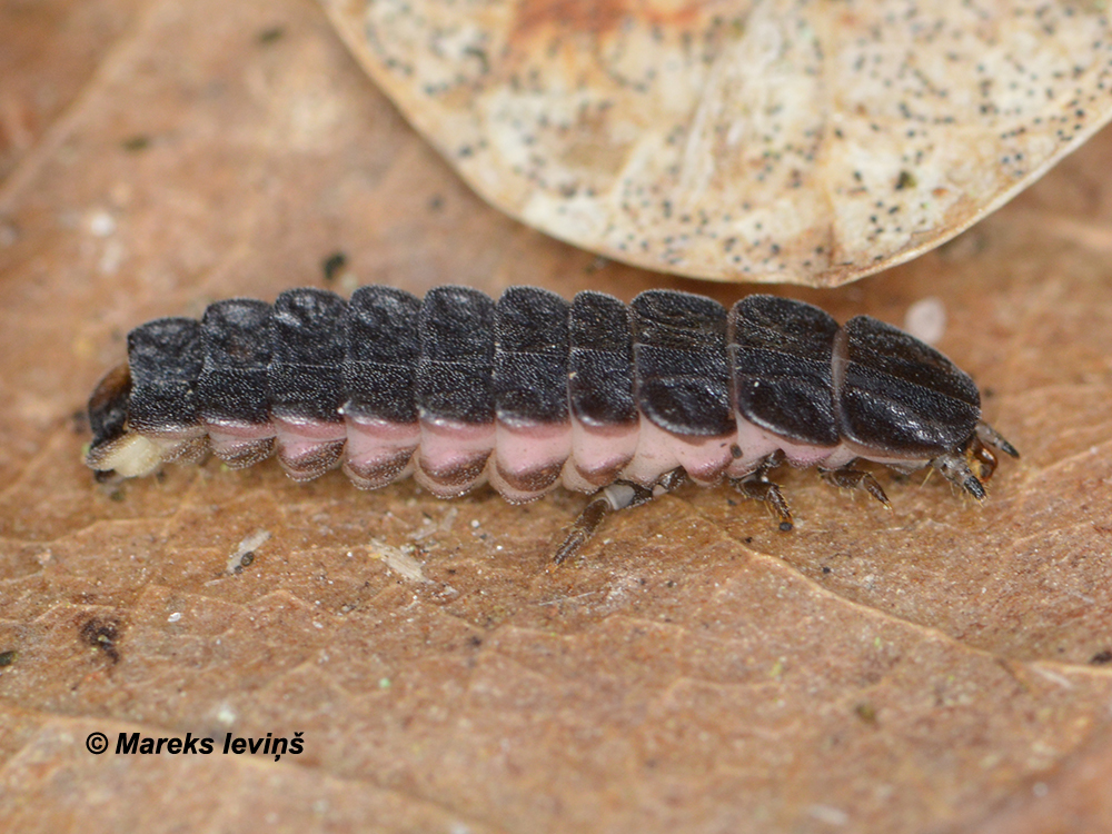 Phosphaenus hemipterus