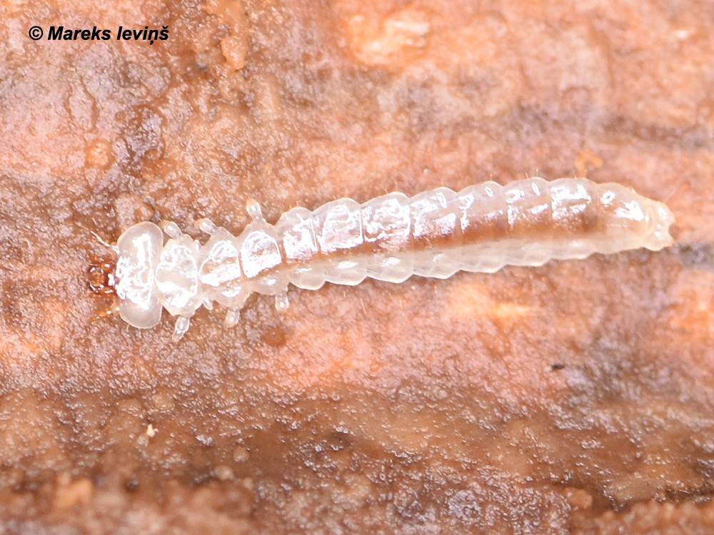 Prostomis mandibularis