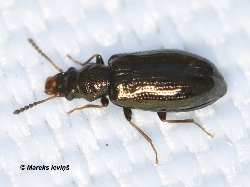 Rabocerus foveolatus