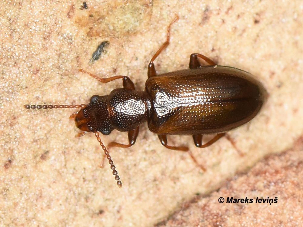 Sphaeriestes castaneus