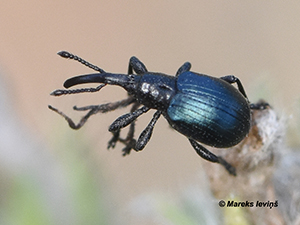 Taphrotopium sulcifrons