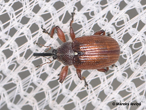 Anthonomus phyllocola