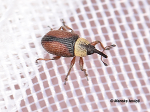 Gymnetron beccabungae