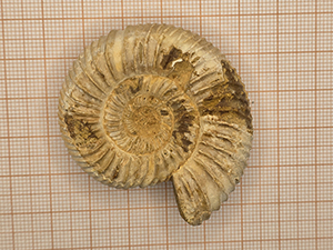 Ammonites