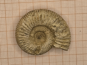 Ammonites