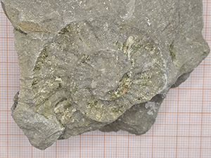 Ammonites