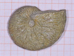 Taramelliceras oculatum