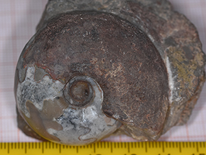 Pharciceras arenicum