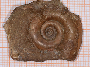 Kosmoclymenia lamellose