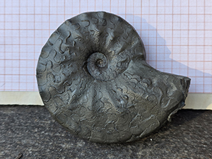 Ceratites sublaevigatus