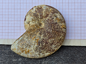 Phylloceras consanguineum