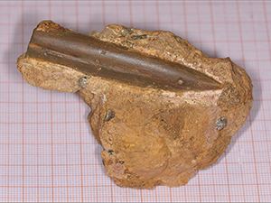 Hibolites hastatus