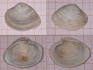 Venus multilamella marginalis