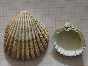 Acanthocardia tuberculata