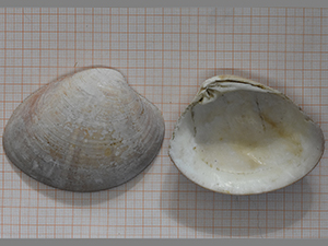 Spisula sp.