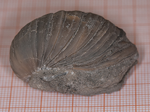 Gryphaea arcuata