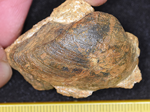Grammatodon sp.