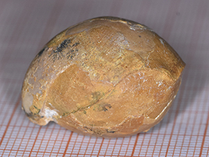 Sphaeroidothyris sphaeroidalis