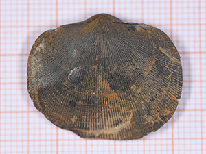 Schizophoria schnuri
