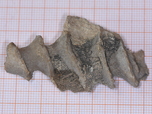 Archimedes communis