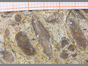 Bryozoa