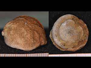 Bryozoa