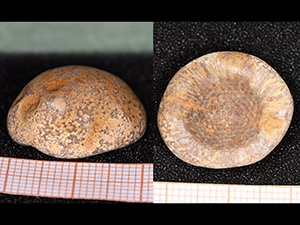 Bryozoa