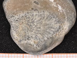 Bryozoa