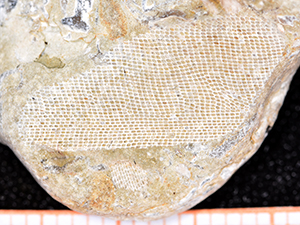 Bryozoa