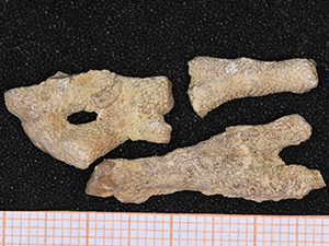 Bryozoa